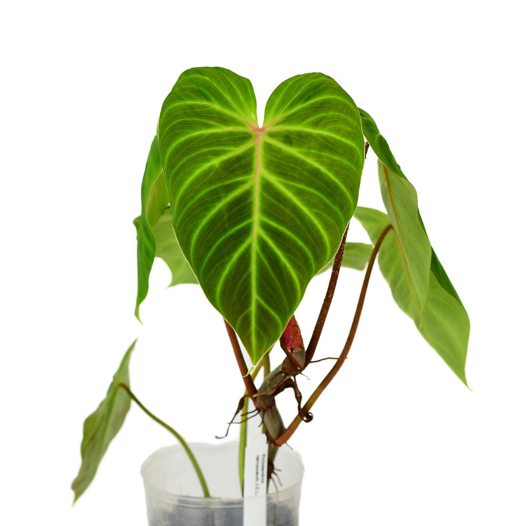 Philodendron verrucosum J.C.L. — Ecuagenera USA Corp