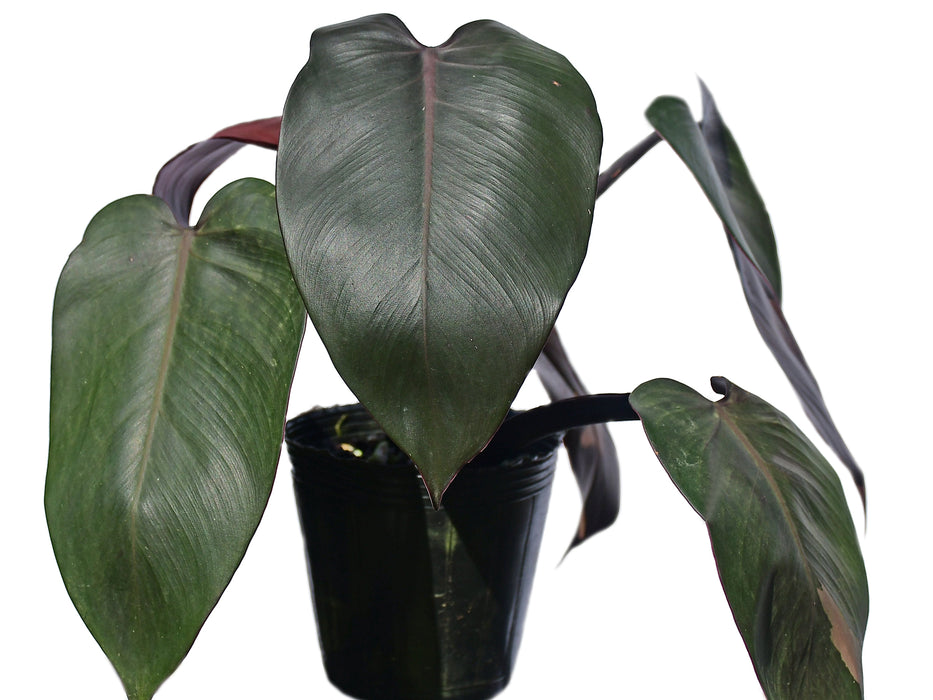 philodendron green majesty Philodendron Majesty