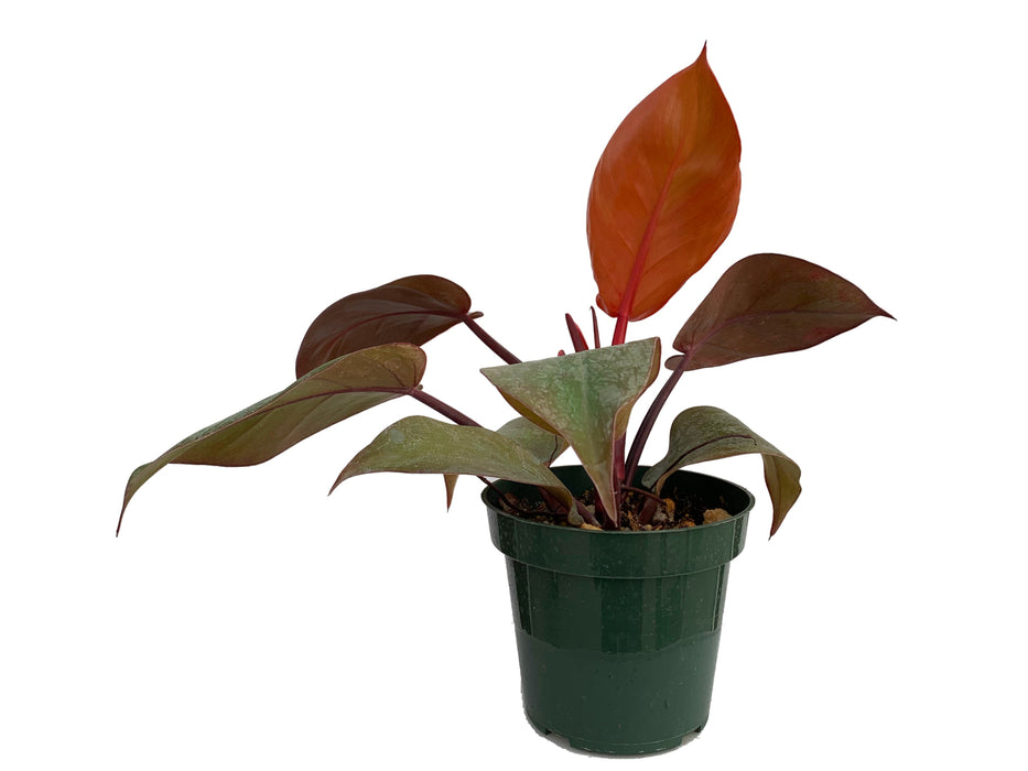 Philodendron Prince of Orange - seedling