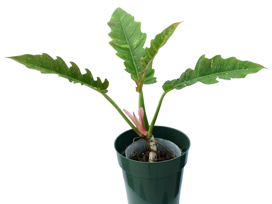 Philodendron Ring of Fire (seedling)