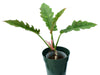 Philodendron Ring of Fire (seedling)
