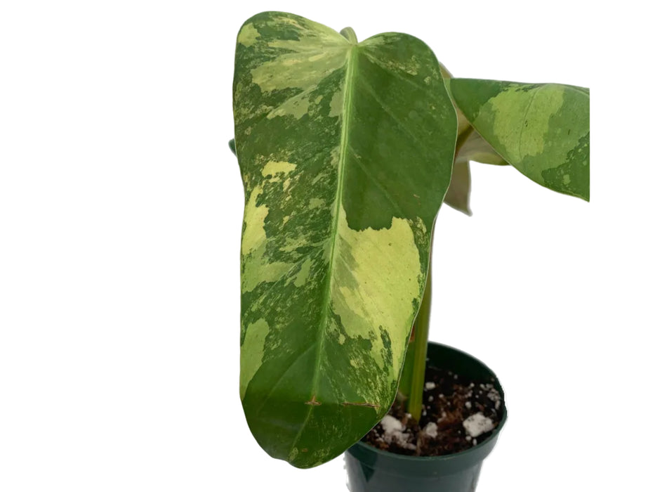 希少種　一株限り　Philodendron Whipple Way Philodendron 'Whipple Way' – Rare Variegated Aroid | Ecuagenera