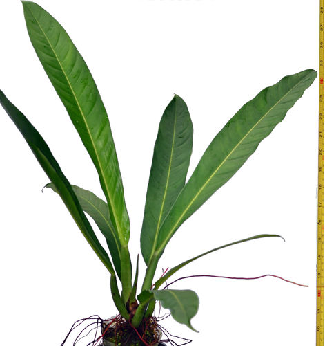 Philodendron acutifolium