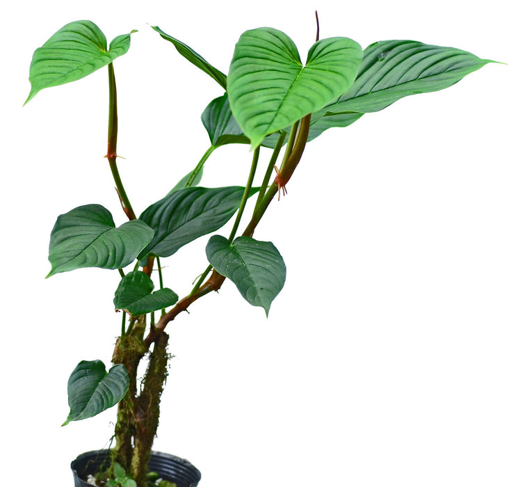 Philodendron alatisulcatum