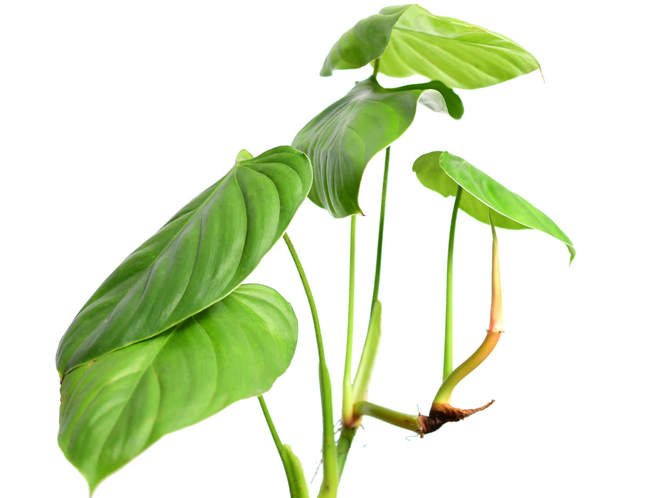 Philodendron asperatum