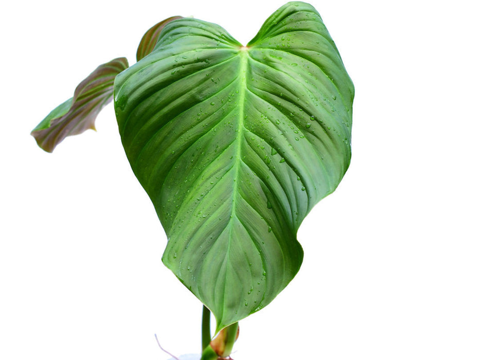 Philodendron asperatum red