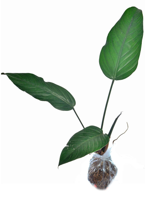 Philodendron asplundii