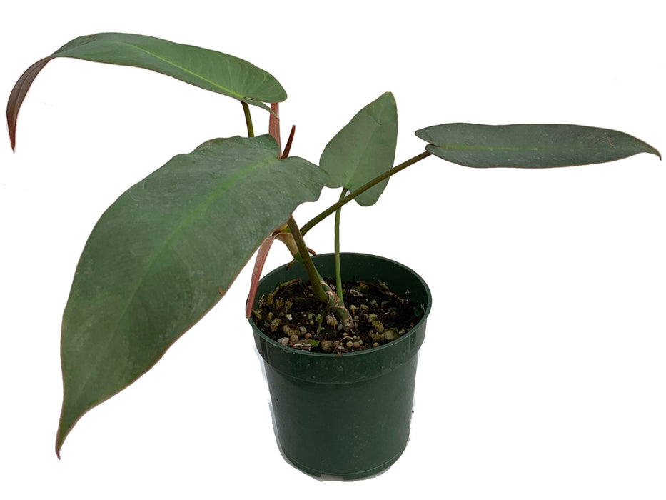 Philodendron atabapoense