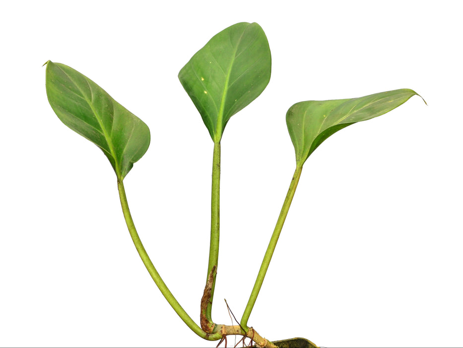 Philodendron attenuatum