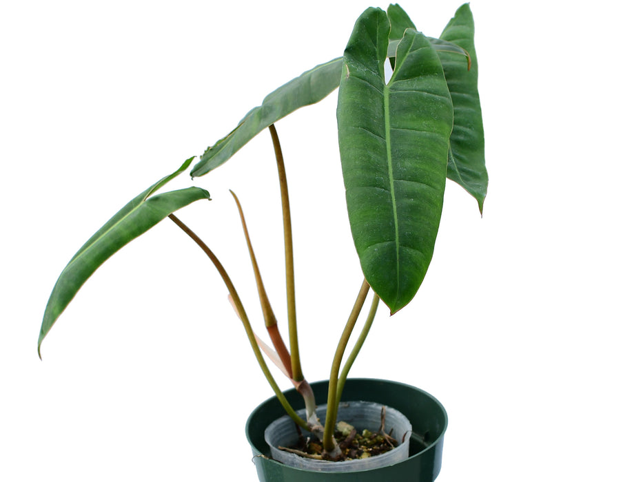 Philodendron billietiae