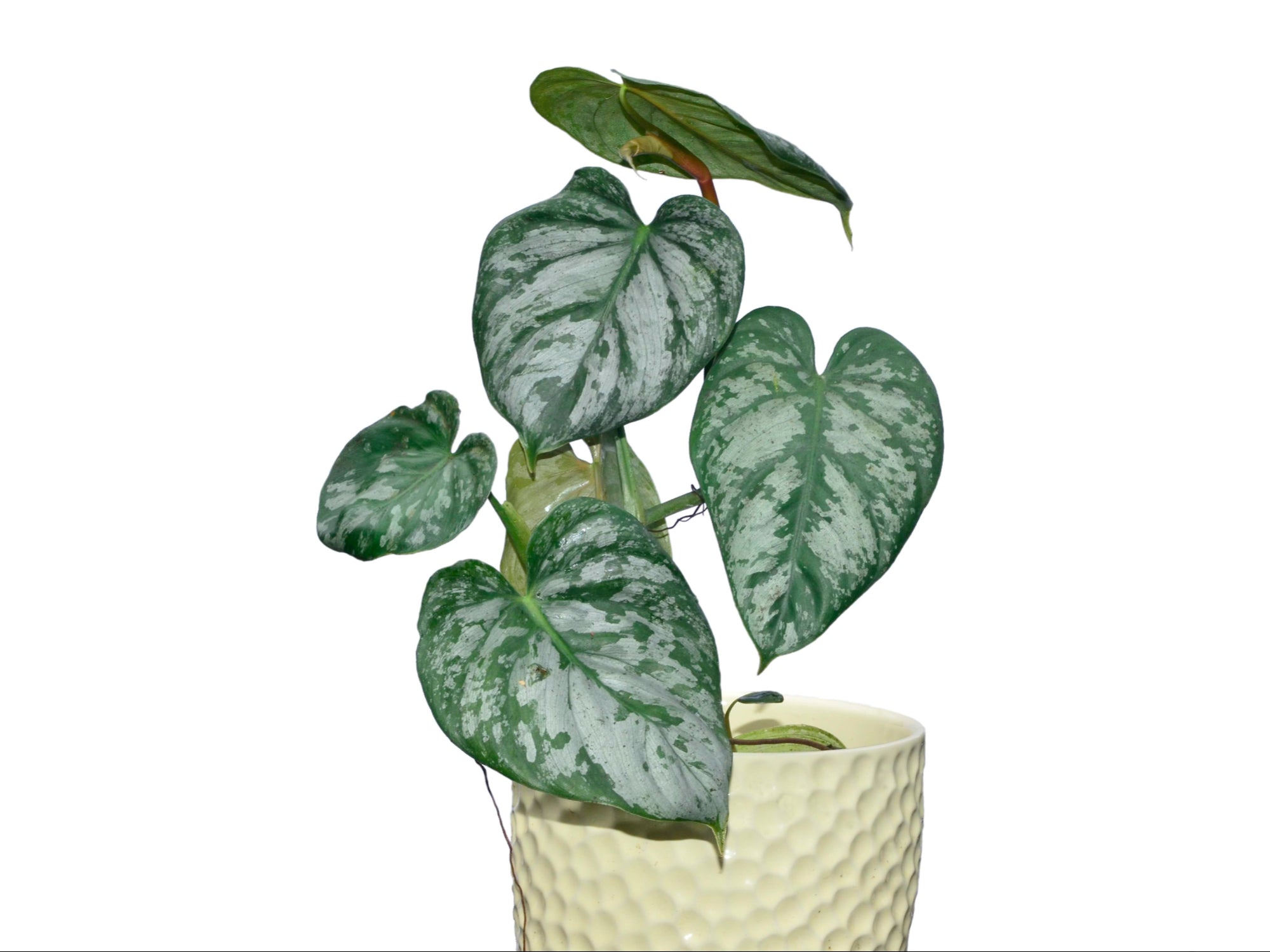 philodendron brandtianum cutting Philodendron brandtianum — Ecuagenera USA Corp