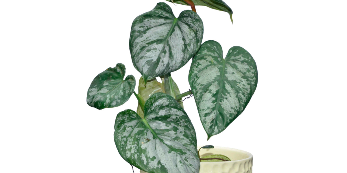monstera brandtianum Philodendron brandtianum — Ecuagenera USA Corp