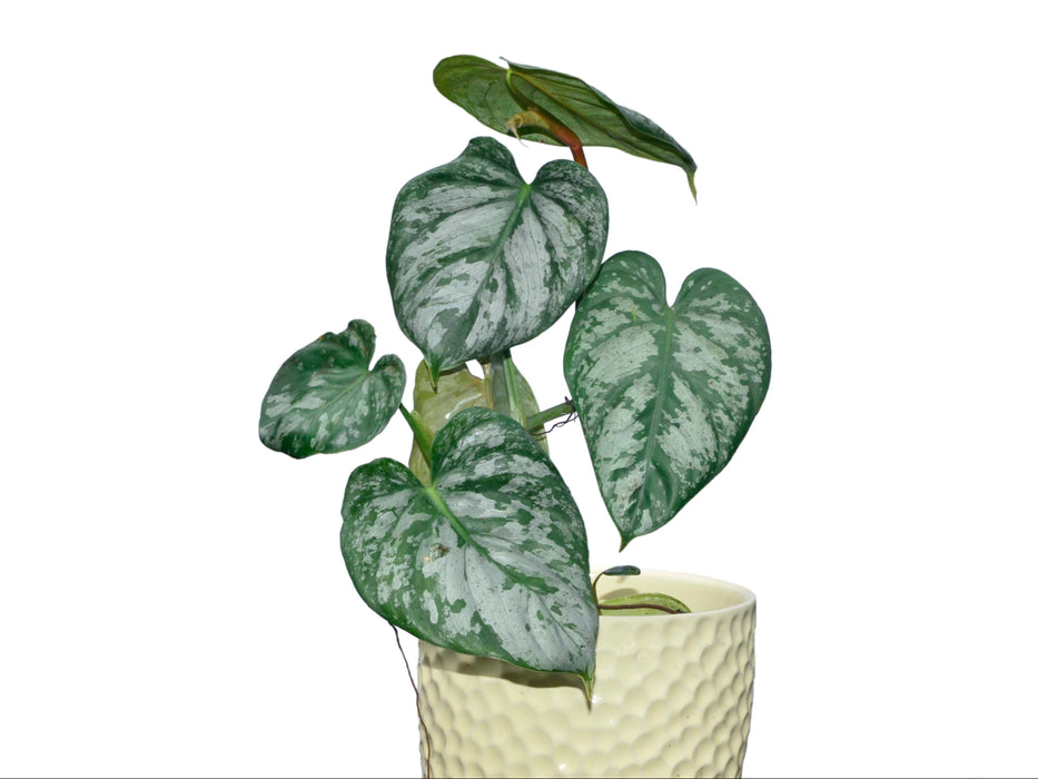 philodendron branditanum greeneryunlimited.co Philodendron brandtianum