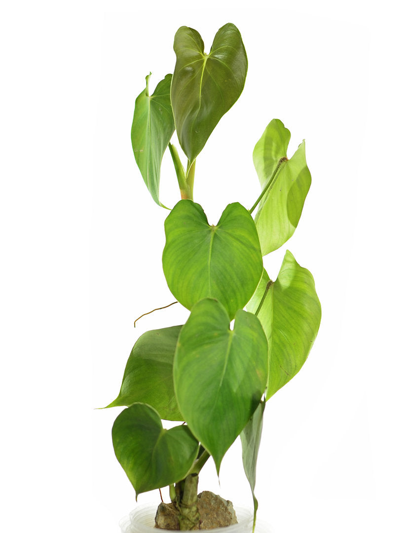 Philodendron cf. malesevichiae — Ecuagenera USA Corp