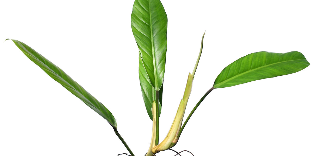 philodendron clarkei cf Philodendron clarkei cf