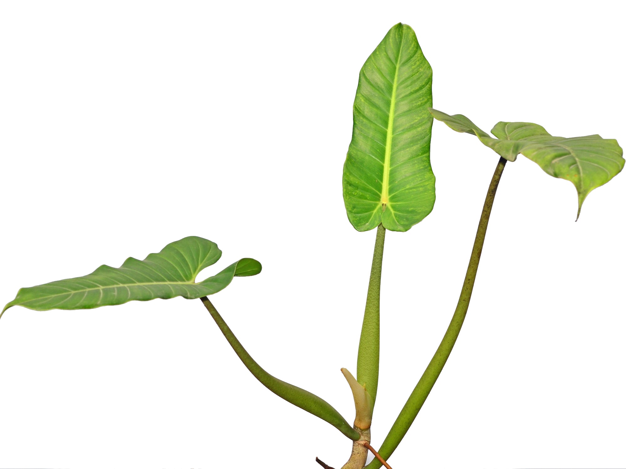 philodendron deflexum Philodendron deflexum