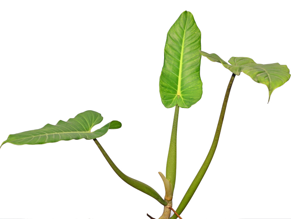 philodendron english name Philodendron deflexum