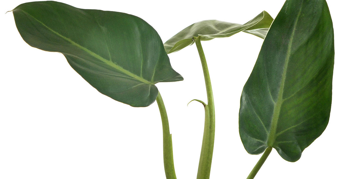 tissue culture philodendron Philodendron Little Phil (Tissue Culture Plant in Jiffy bag) – vridhigarden main image 1