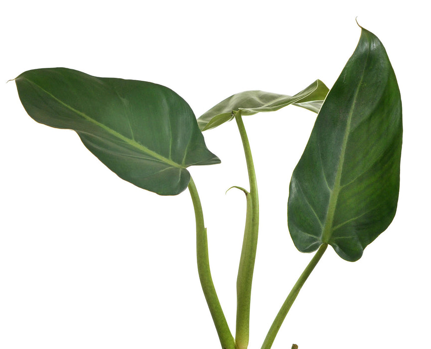 Philodendron dodsonii type