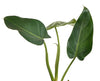 Philodendron dodsonii type