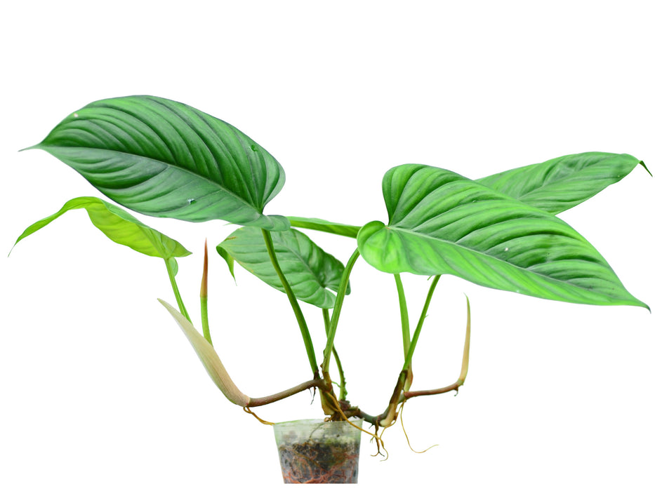Philodendron ernestii (seedling)