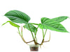 Philodendron ernestii