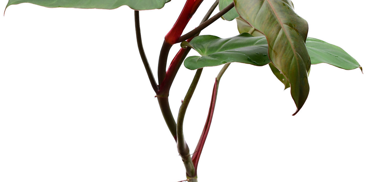 philodendron erubescens vine Philodendron erubescens Chocolate