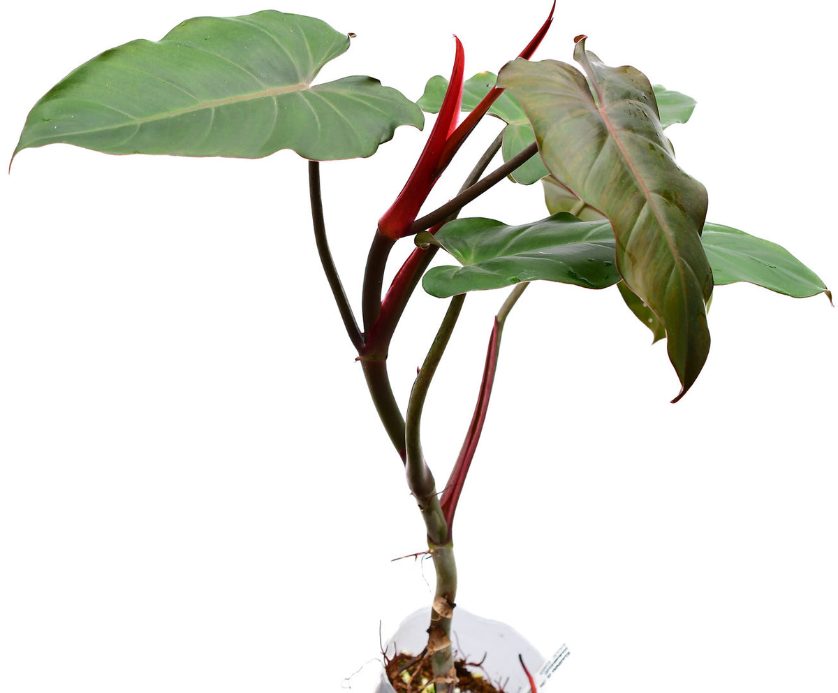philodendron luxurians chocolate Philodendron erubescens Chocolate