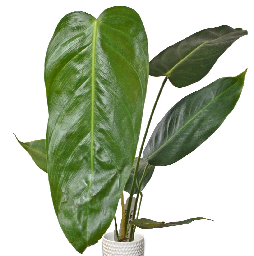 Philodendron esmeraldense narrow — Ecuagenera USA Corp