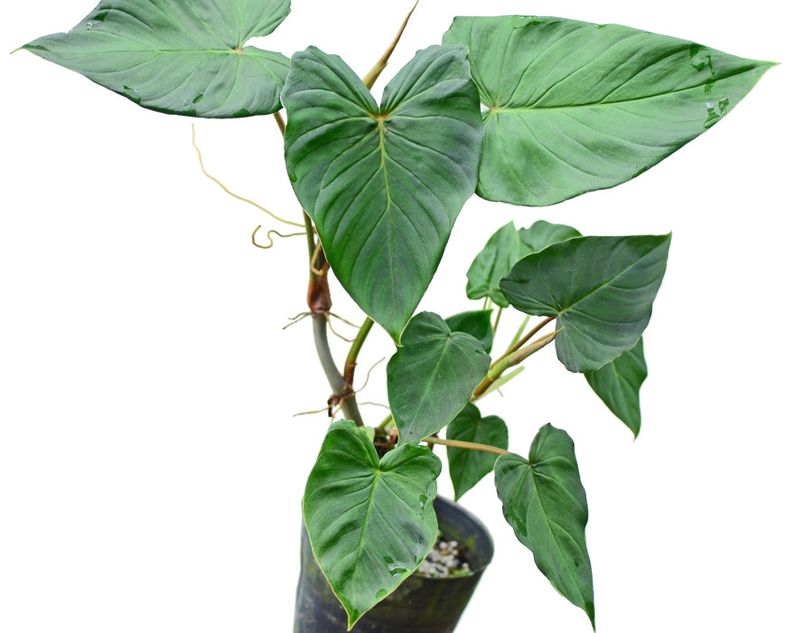 Philodendron fibrosum type