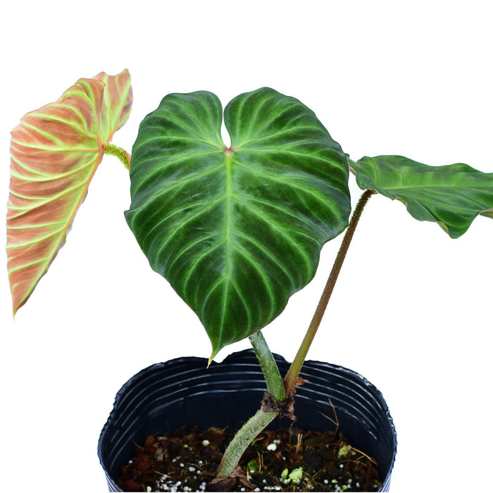 Philodendron Monkey tail
