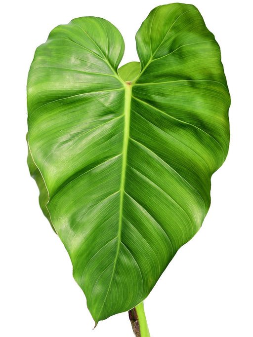 monstera philodendron giganteum Philodendron giganteum