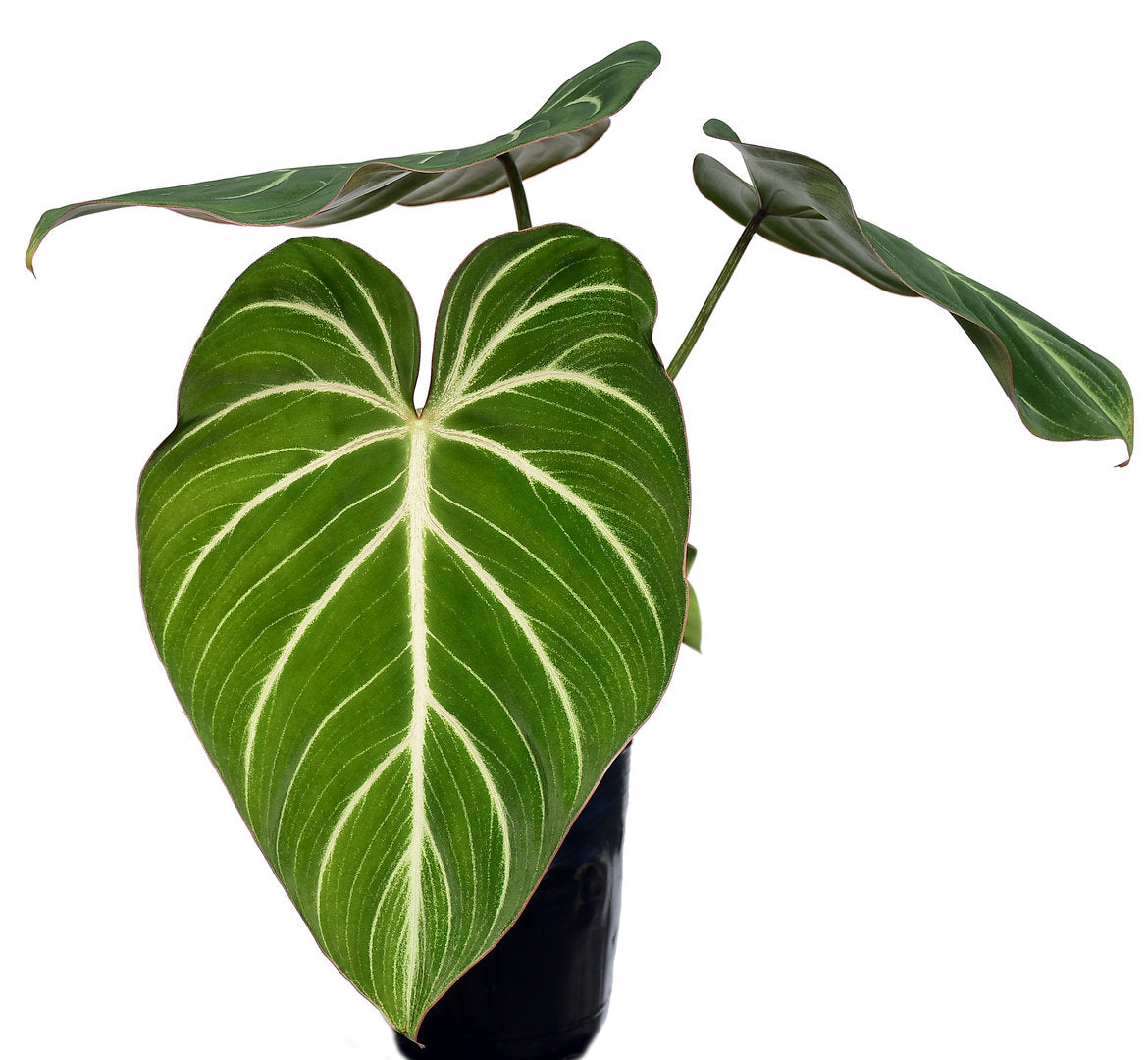 Philodendron gloriosum zebra — Ecuagenera USA Corp