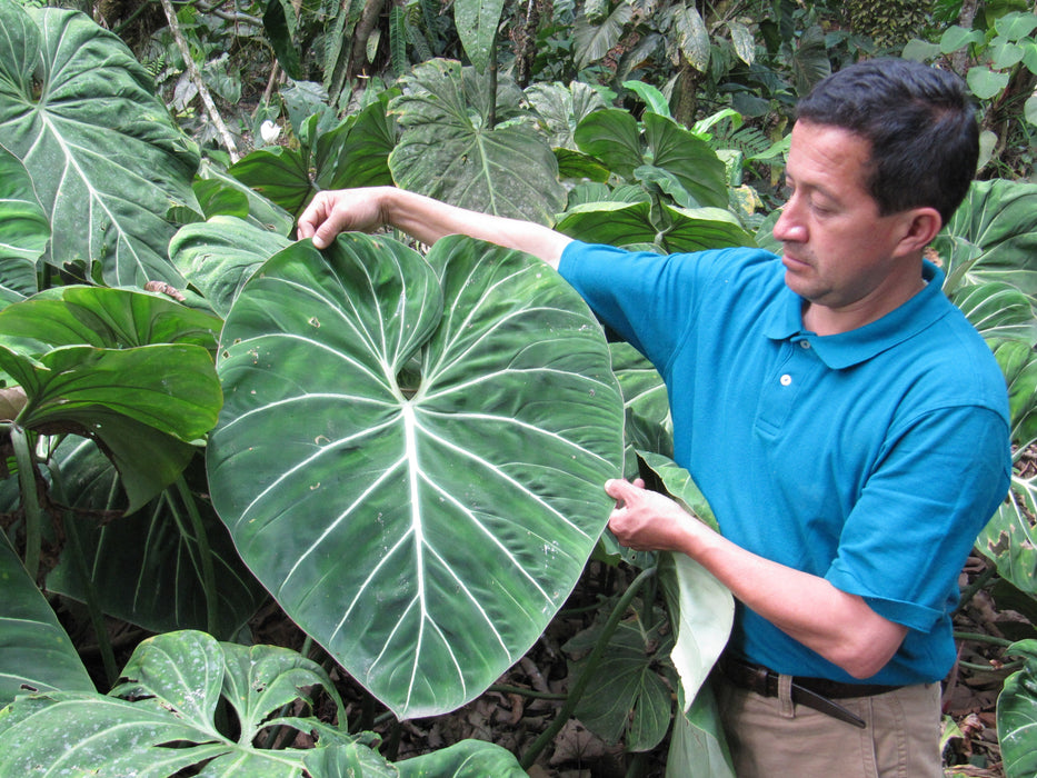 mature philodendron gloriosum Philodendron gloriosum