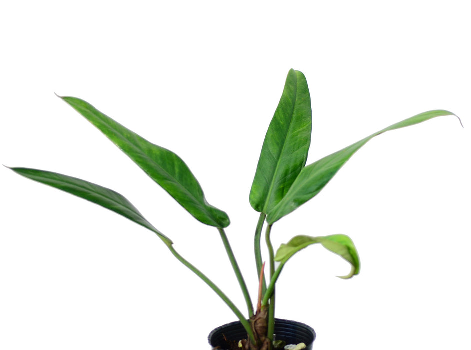 Philodendron hebetatum type
