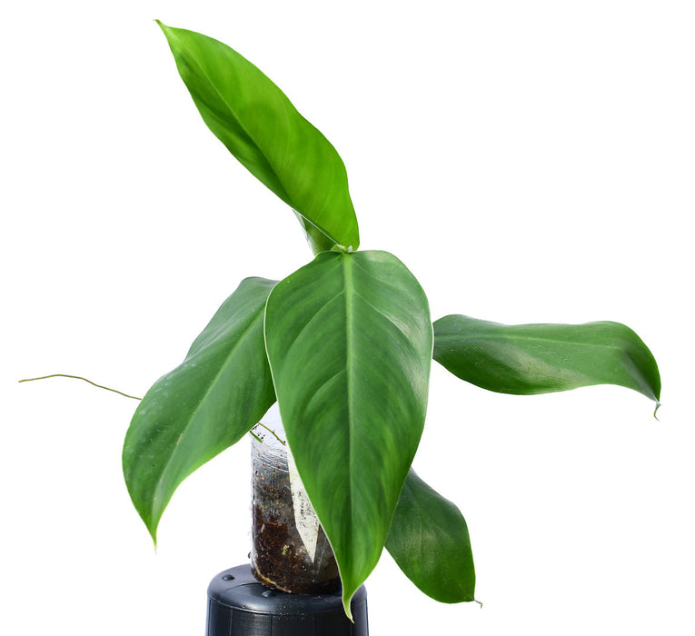 philodendron heleniae Philodendron heleniae subsp. amazonense