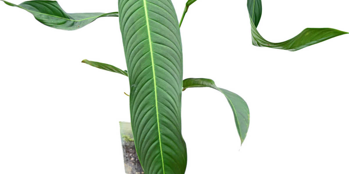 philodendron heterocraspedon for sale Philodendron heterocraspedon (Big) — Ecuagenera USA Corp