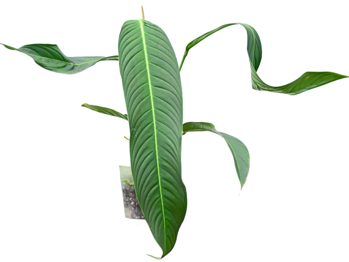 philodendron heterocraspedon care Philodendron heterocraspedon (seedling) — Ecuagenera USA Corp