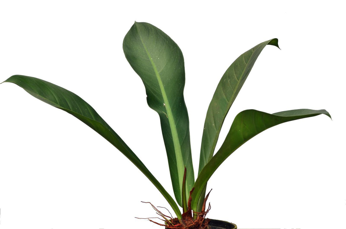 philodendron insigne Philodendron insigne