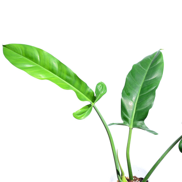 philodendron lapoanum Philodendron lapoanum