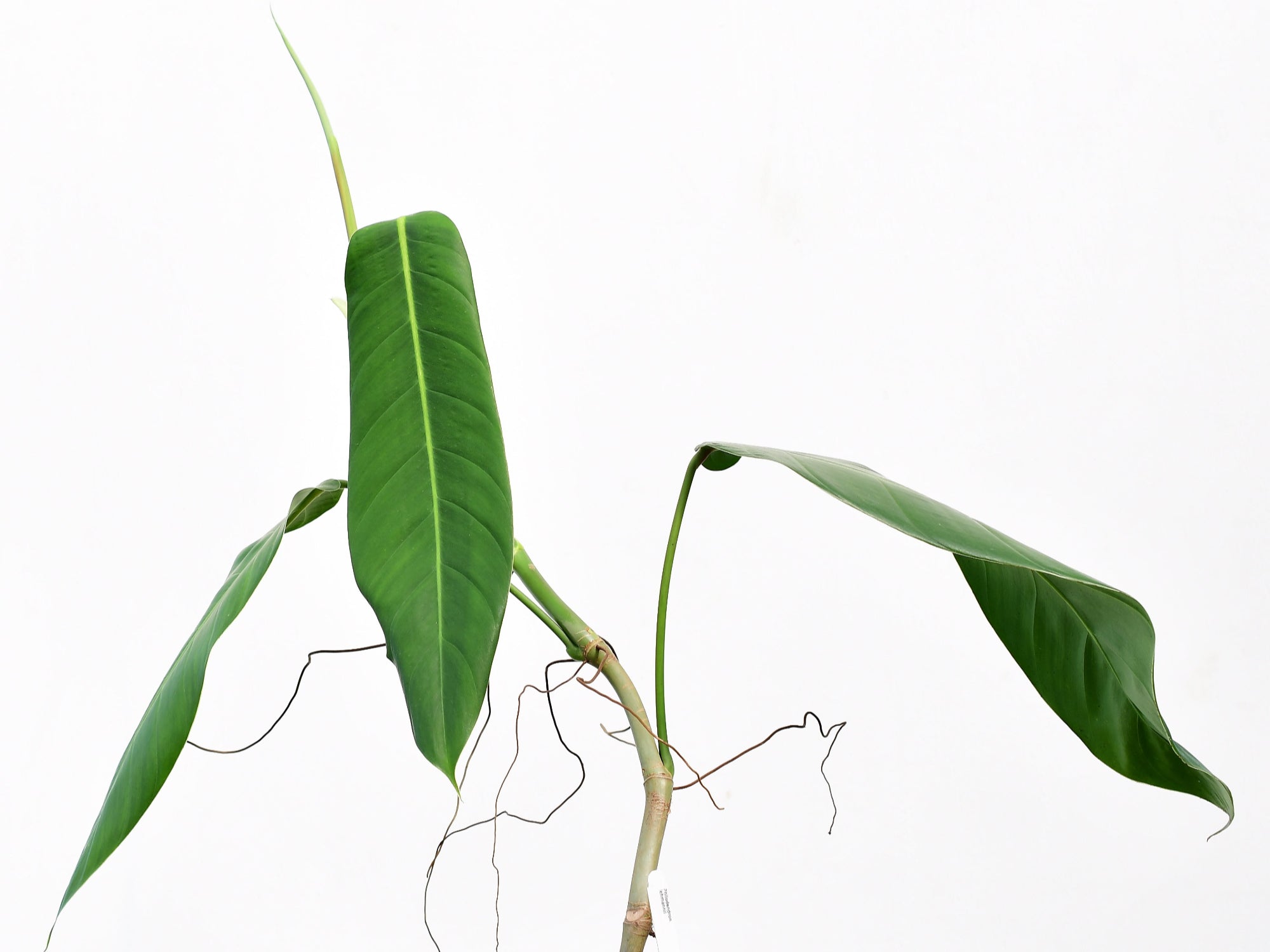 Philodendron lehmannii