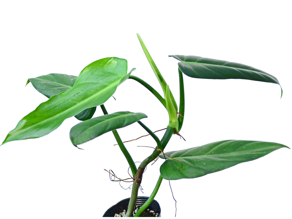 lehmannii philodendron Philodendron lehmannii 1