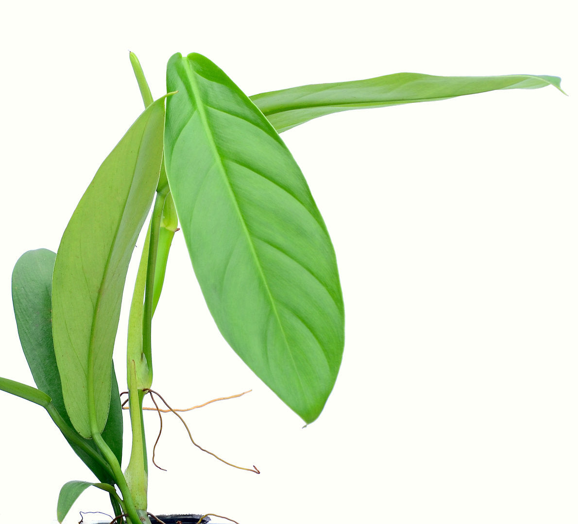 long leaf philodendron Philodendron longipetiolatum — Ecuagenera USA Corp