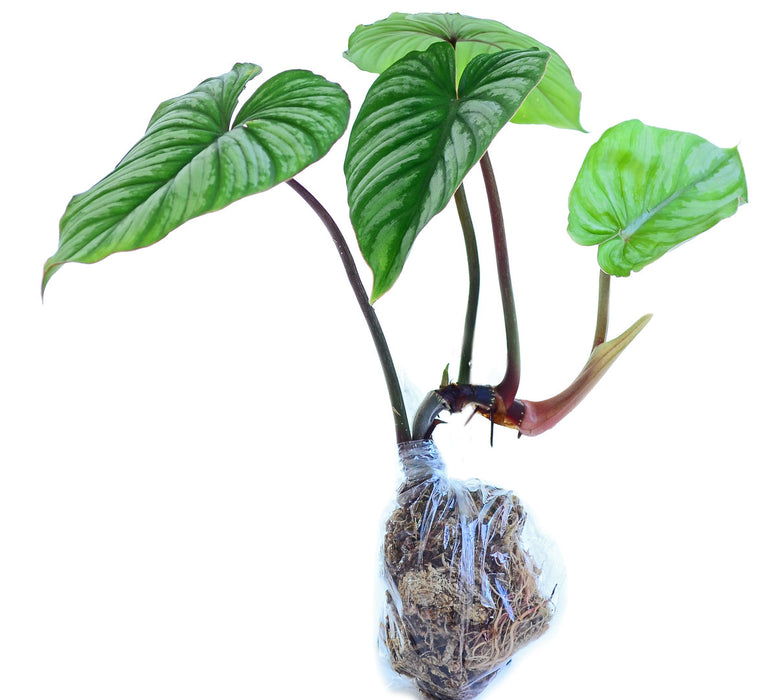 philodendron mamei aff Philodendron mamei cf