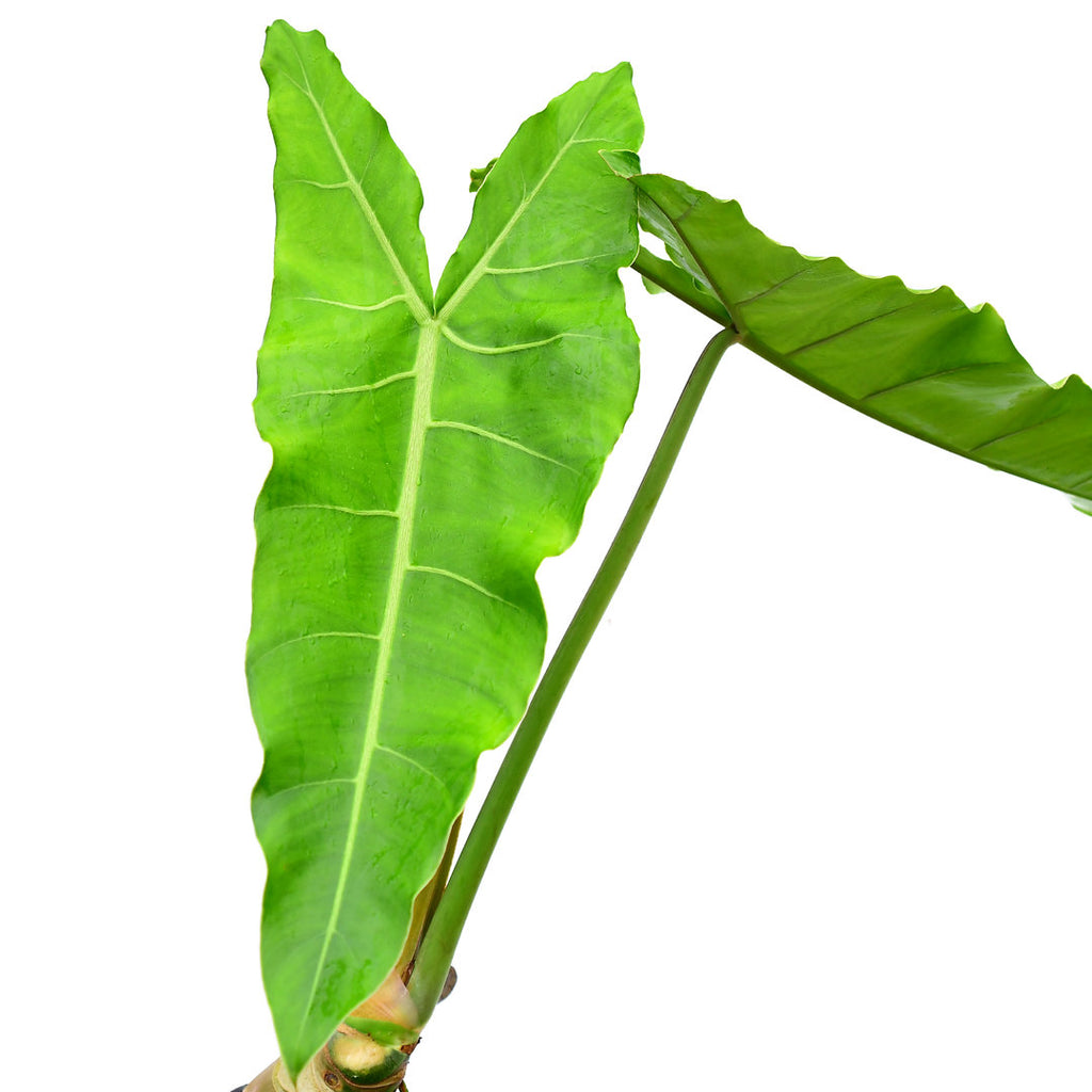 maximum philodendron Philodendron maximum 'Ecuagenera' — Ecuagenera USA Corp