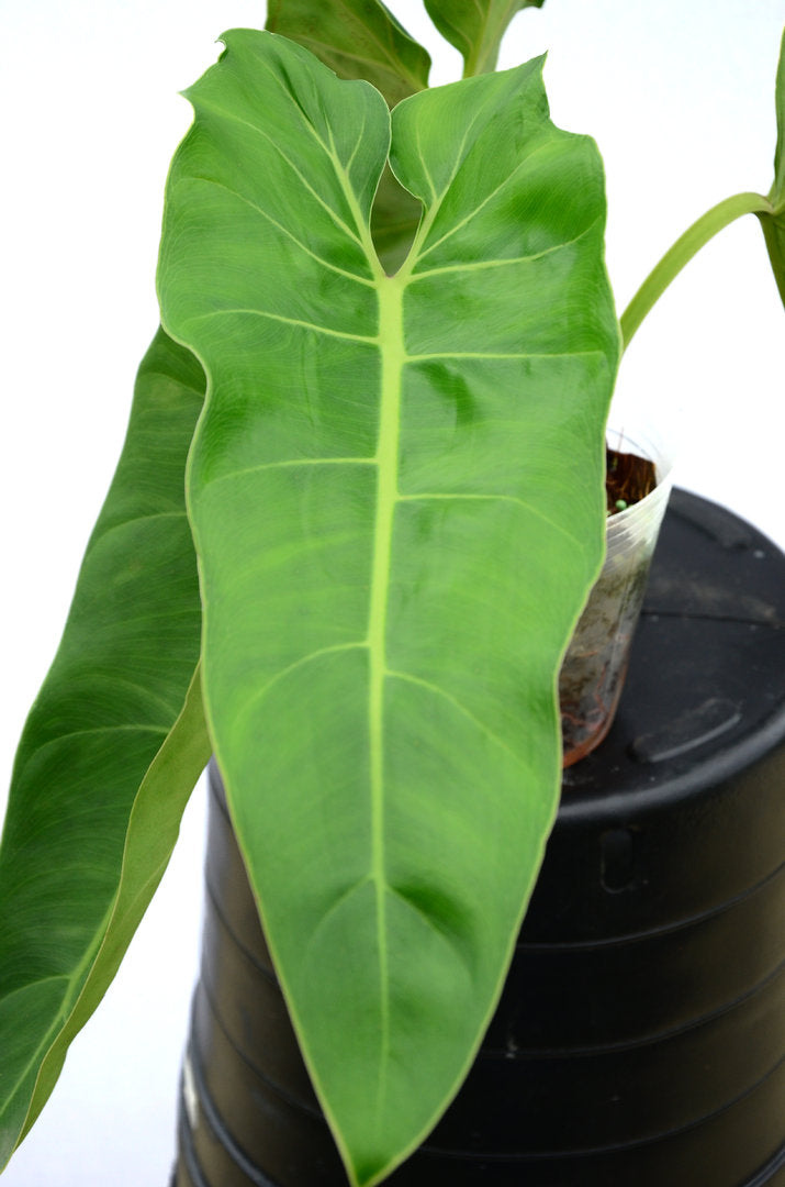 philodendron frydek Philodendron maximum Seedling - Large Leaf Climbing Aroid