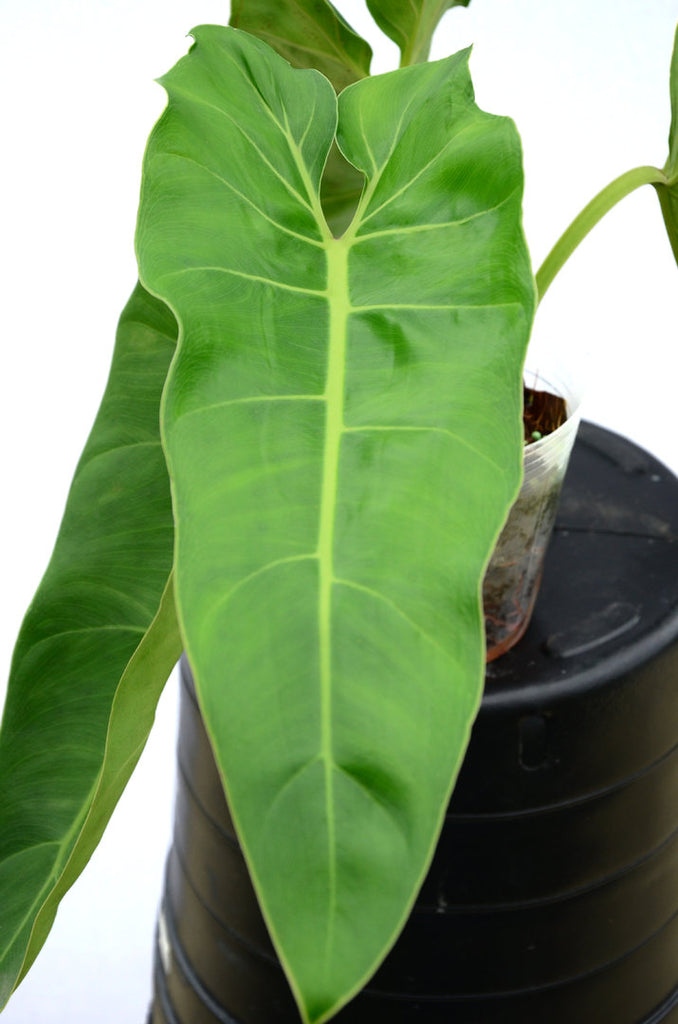 maximum philodendron Philodendron maximum — Ecuagenera USA Corp