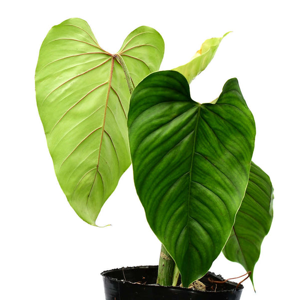philodendron decorum Philodendron ornatum cf (seedling) — Ecuagenera USA Corp