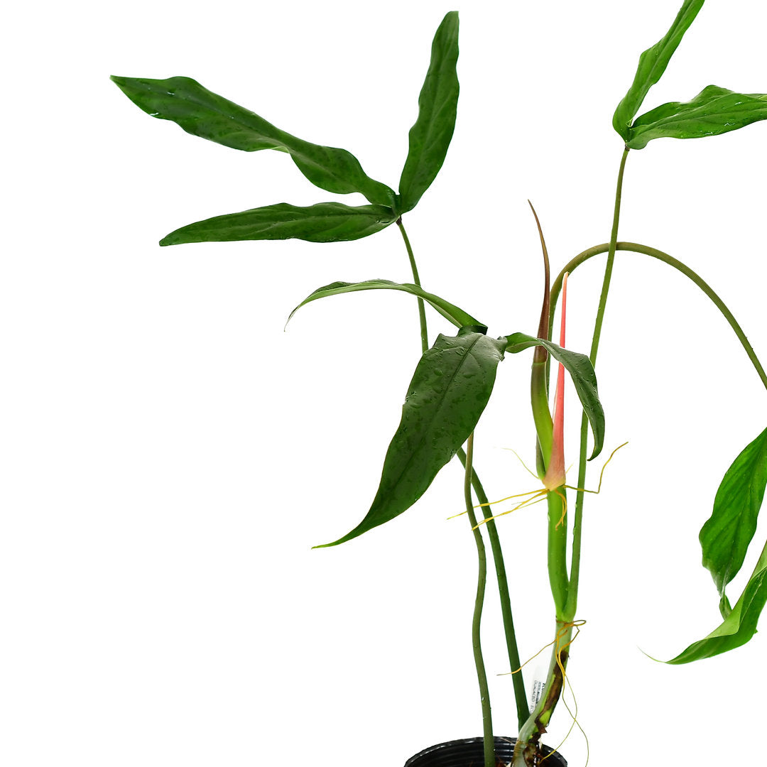 philodendron paloraense Philodendron paloraense cf