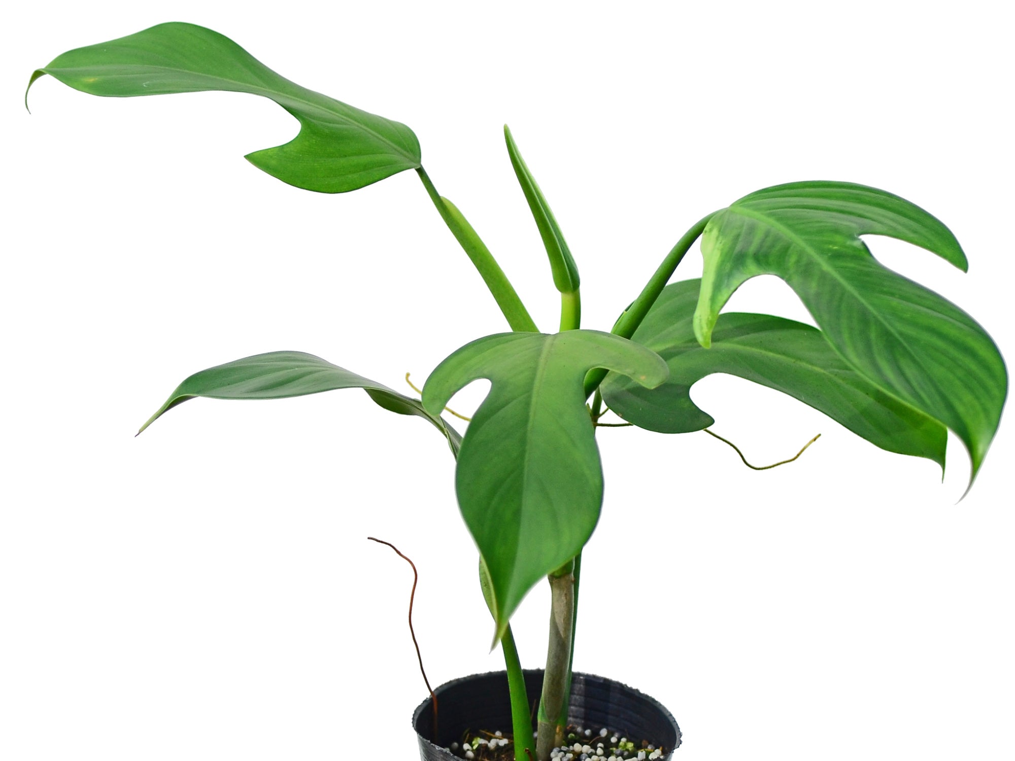philodendron panduriforme fiddle leaf Philodendron panduriforme